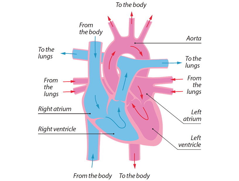 Heart Function Including Ejection Fraction (EF) • MyHeart
